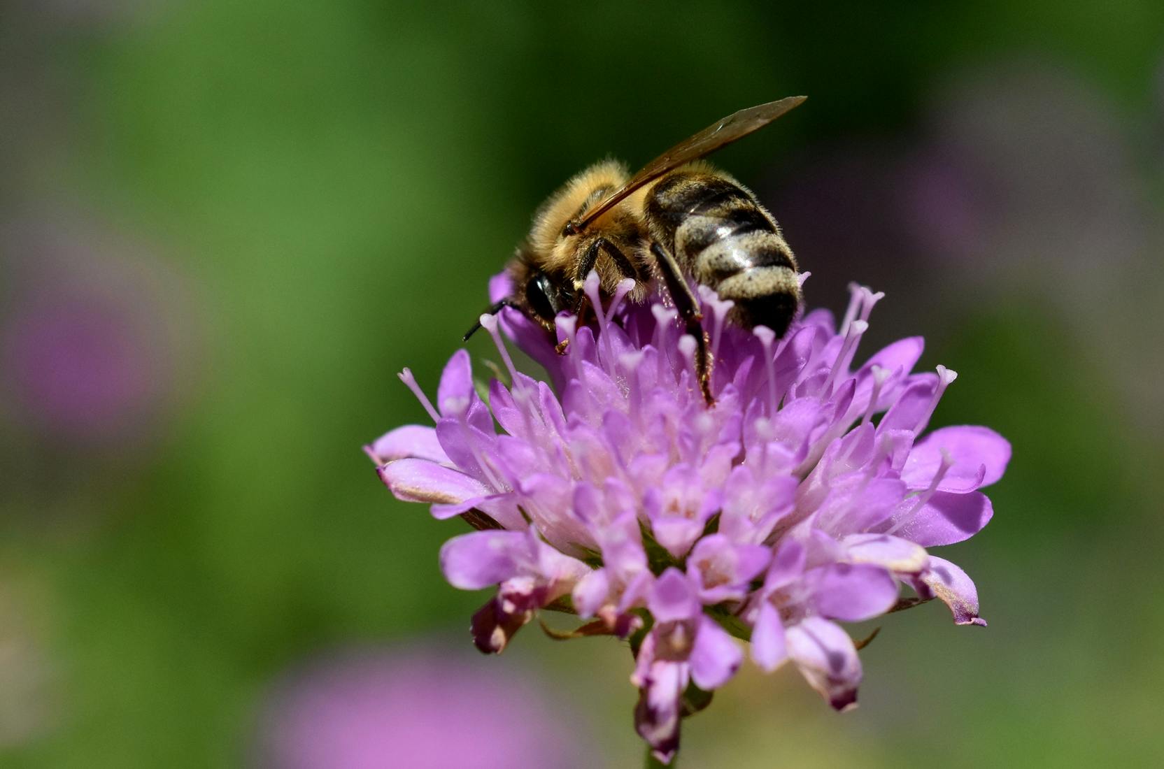 Biene auf der Blühwiese von deka