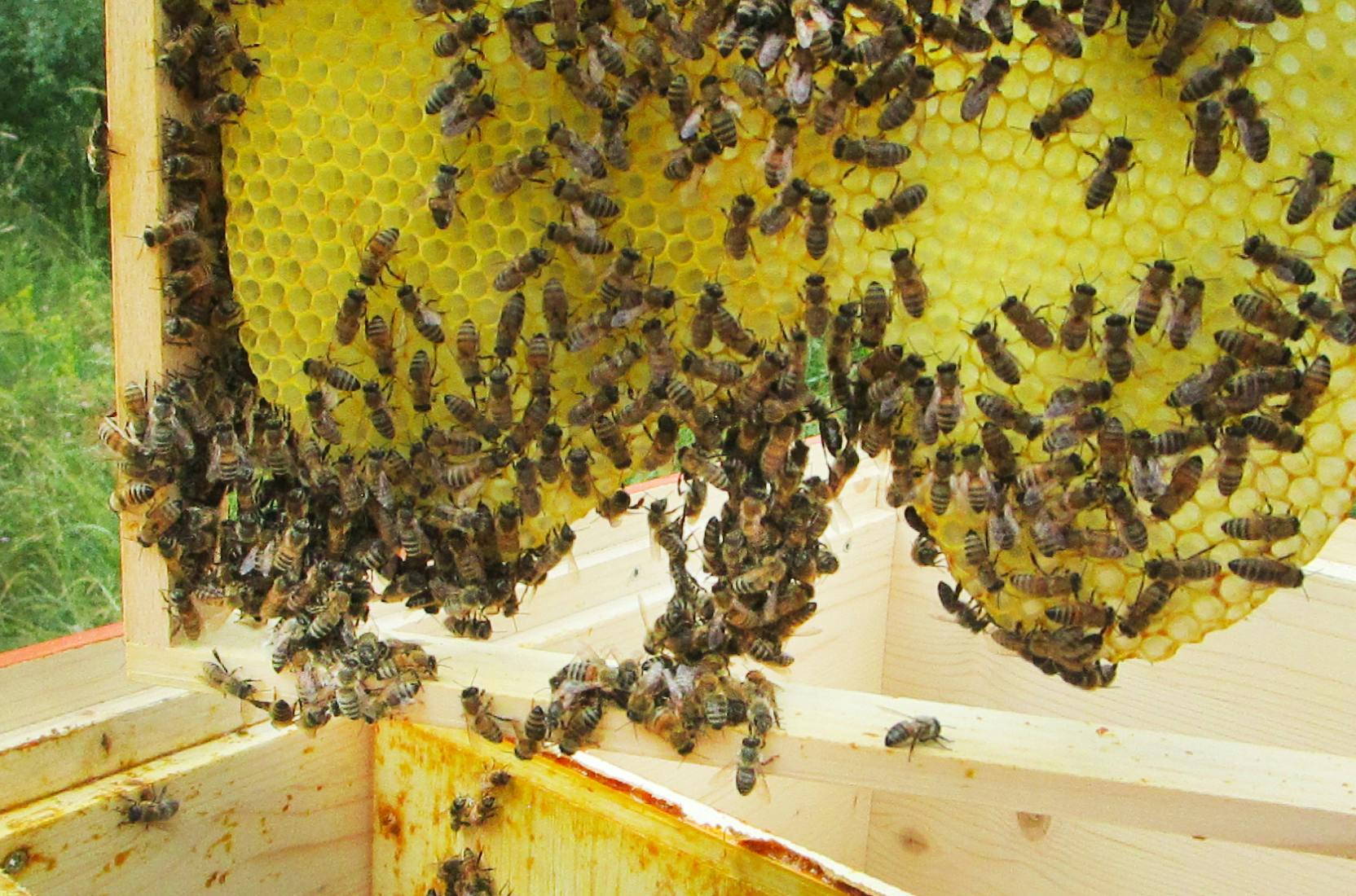 Bienenwaben aus der bilogischen Bienenhaltung auf dem Gelände von deka