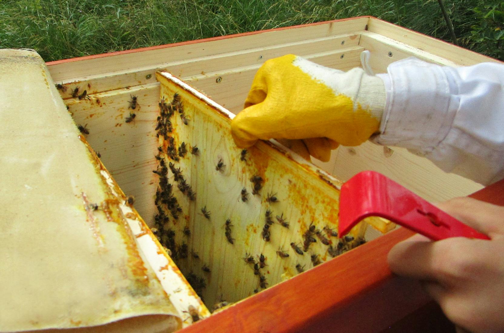 Biologische Beute bei der Bienenhaltung auf dem Gelände von deka