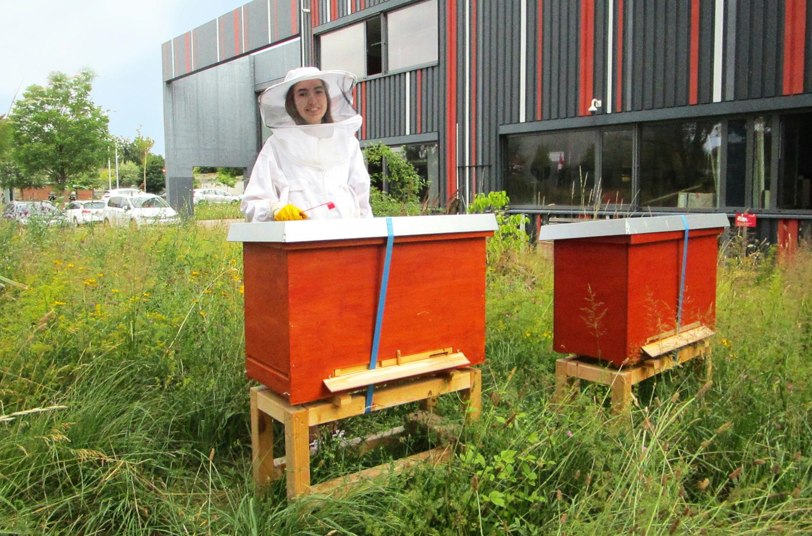 Biologische Bienenhaltung auf dem Gelände von deka